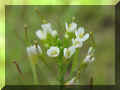 Arabidopsis.jpg (94892 byte)