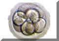 embrio1.jpg (8871 byte)