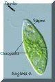 euglena1.gif (19510 byte)