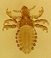 haematopinus-eurysternus.gif (41340 byte)