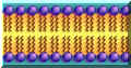 membrana.jpg (39466 byte)
