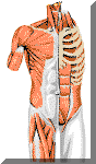 muscles-body.gif (19969 byte)