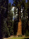 sequoia.jpg (224280 byte)